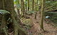 Palm Forest Walking Track - thumb 0