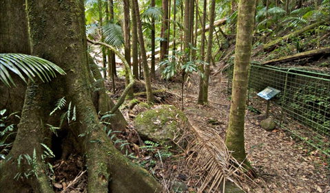 Palm Forest Walking Track - Attractions Perth 0