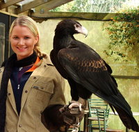 Raptor Domain - Attractions Perth