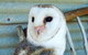 Raptor Domain - thumb 1