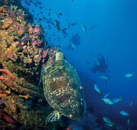 SS Yongala Dive Site - Attractions Perth