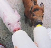 Swan Valley Cuddly Animal Farm - Attractions Perth