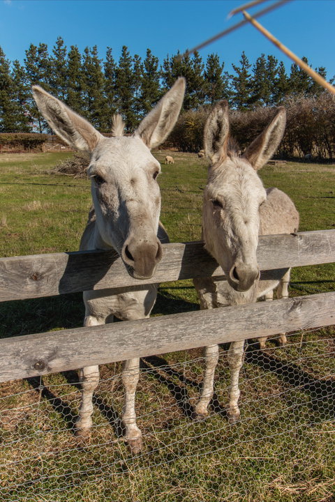 Brickendon Historic Farm And Convict Village - Attractions Perth 2