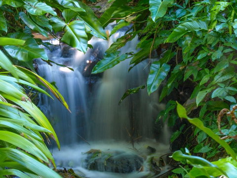 Brisbane Botanic Gardens Mount Coot-tha - Attractions Perth 1