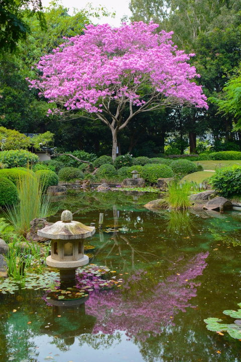 Brisbane Botanic Gardens Mount Coot-tha - Attractions Perth 2