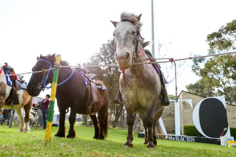 Canterbury Park Racecourse - Attractions Perth 1