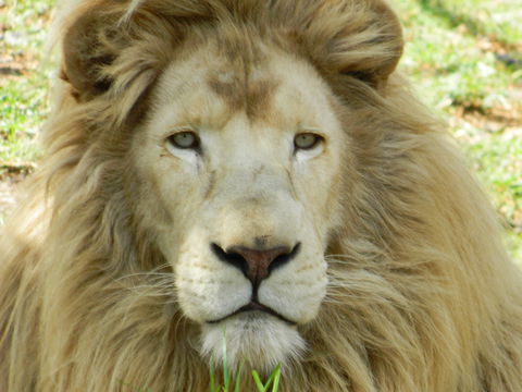 Darling Downs Zoo - Attractions Perth 0