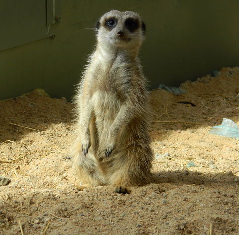 Darling Downs Zoo - Attractions Perth 1