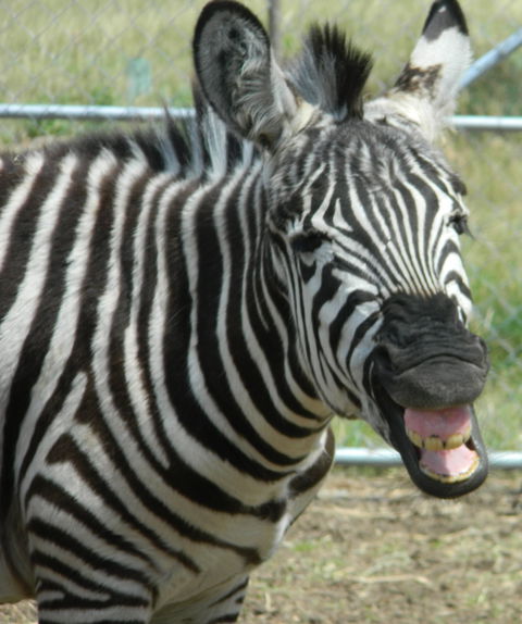 Darling Downs Zoo - Attractions Perth 2