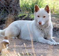 Durong Dingo Sanctuary - Attractions Perth
