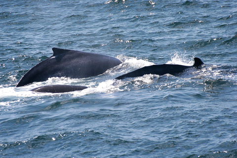 Gerringong Whale Watching Platform - Attractions Perth 0