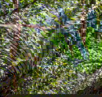 Great North walk - Palm Grove Nature Reserve