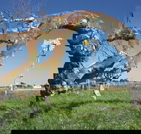 Greenough Leaning Trees - Attractions Perth