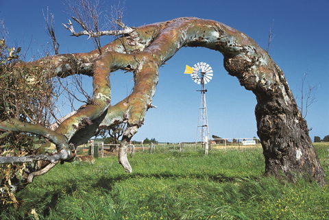 Greenough Leaning Trees - Attractions Perth 0