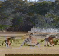Great Nature Trail - Attractions Perth