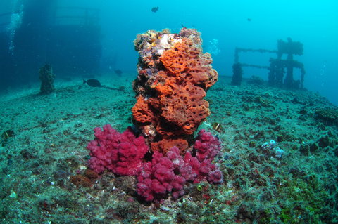 HMAS Brisbane Dive Site - Attractions Perth 0