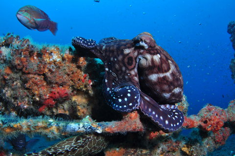 HMAS Brisbane Dive Site - Attractions Perth 2