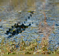 Lake Apex Park - Attractions Perth