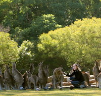 Lone Pine Koala Sanctuary - Attractions Perth
