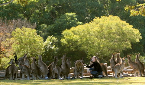 Lone Pine Koala Sanctuary - Attractions Perth 0