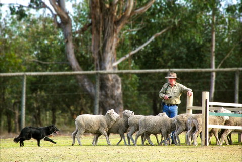 Lone Pine Koala Sanctuary - Attractions Perth 2