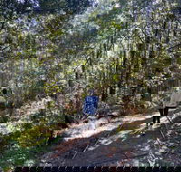 Lyrebird Circuit Walk - Attractions Perth
