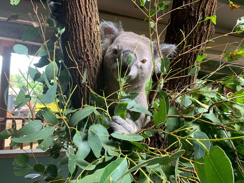 Macadamia Castle - Attractions Perth 0