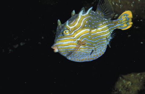 Mushroom Reef Marine Sanctuary - Attractions Perth 0