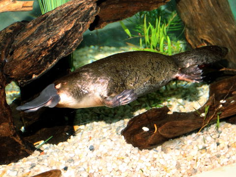 Platypus House - Attractions Perth 0