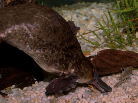 Platypus House - Attractions Perth 1
