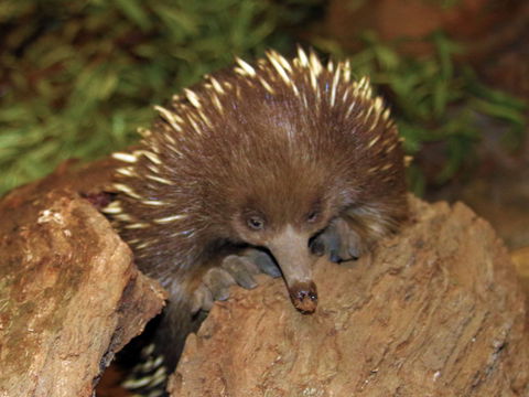 Platypus House - Attractions Perth 2