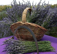 Rustique Lavender Farm - Attractions Perth