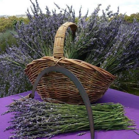 Rustique Lavender Farm - Attractions Perth 0