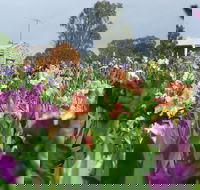 Smokin Heights Iris Display Garden - Attractions Perth