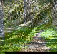 Stoodley Forest Walk and Arboretum - Attractions Perth