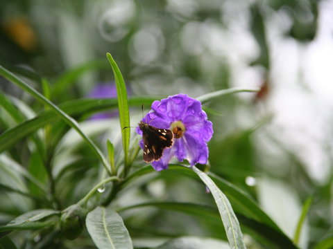 Swainsona Reserve - Attractions Perth 0