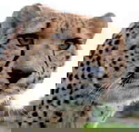 Tasmania Zoo - Attractions Perth