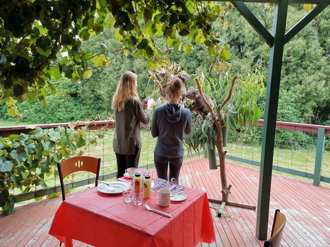 The Aussie Stop Offering Breakfast With Koalas - Attractions Perth 2