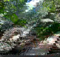 Wirrawilla Rainforest Walk - Attractions Perth