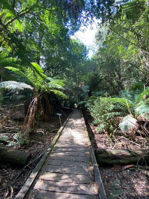 Wirrawilla Rainforest Walk - Attractions Perth 0