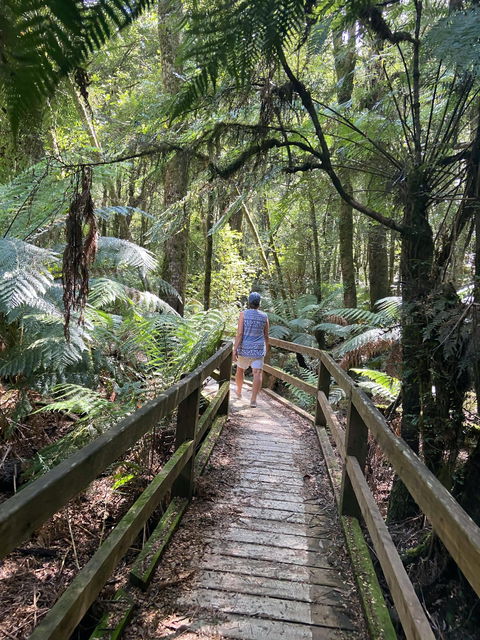 Wirrawilla Rainforest Walk - Attractions Perth 2