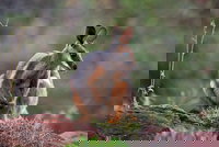 Arkaroola Wilderness Sanctuary