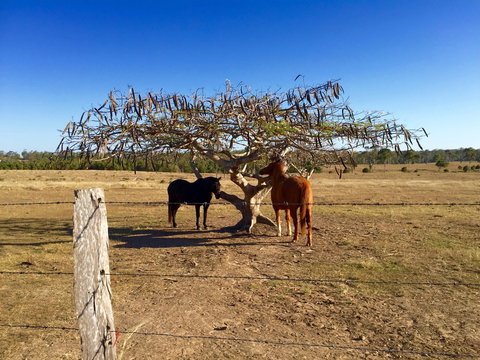 Branyan - Attractions Perth 1