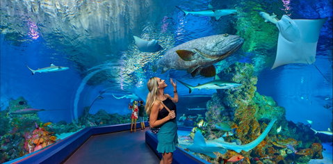 Cairns Aquarium - Attractions Perth 0