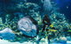 Cairns Aquarium - thumb 1