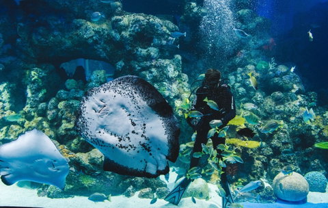 Cairns Aquarium - Attractions Perth 1