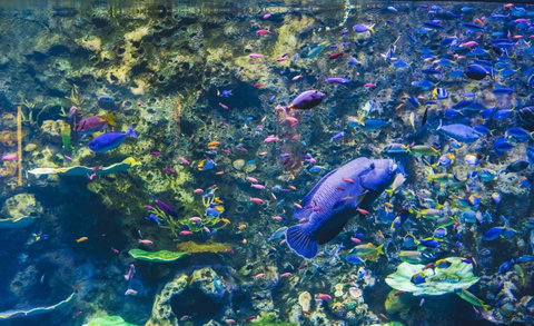 Cairns Aquarium - Attractions Perth 2
