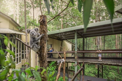 Daisy Hill Koala Centre - Attractions Perth 0