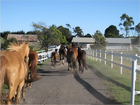 Darkes Forest Riding Ranch - Attractions Perth 0