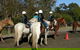 Darkes Forest Riding Ranch - thumb 1